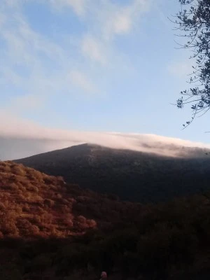 Campo