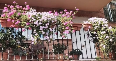 Psicóloga Isabel Montero Ángel. Cuidado Psicológico para la Vida
