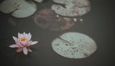 Shenti Wellness - Acupuntura Mollet del Vallés