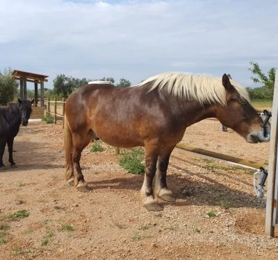 Temps de Cavalls