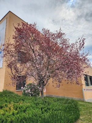 Urgencias Hospital Viamed Los Manzanos