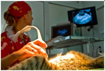 VETS Centro Veterinario Sur